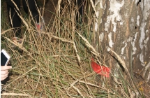 DSC08534
