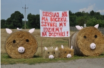 Bale słomy w kształcie świnek bedących dekoracją przed posesją w czasie dożynek