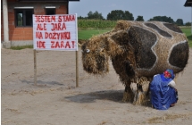 Kukła kobiety podczas dojenia krowy, w tle napis 